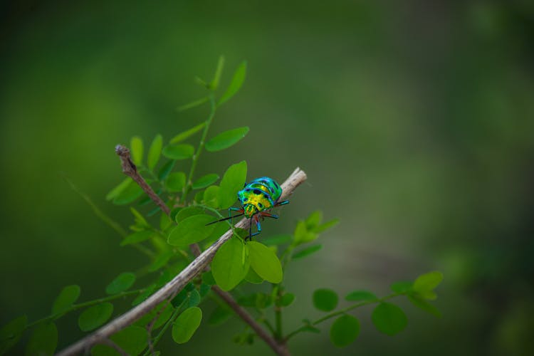 Macro Of Bee On Bush Branch