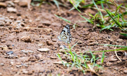 Бесплатное стоковое фото с бабочка, животное, земля