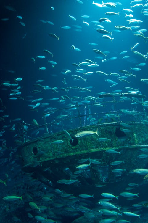 School of Fish Swimming Around a Sunken Boat