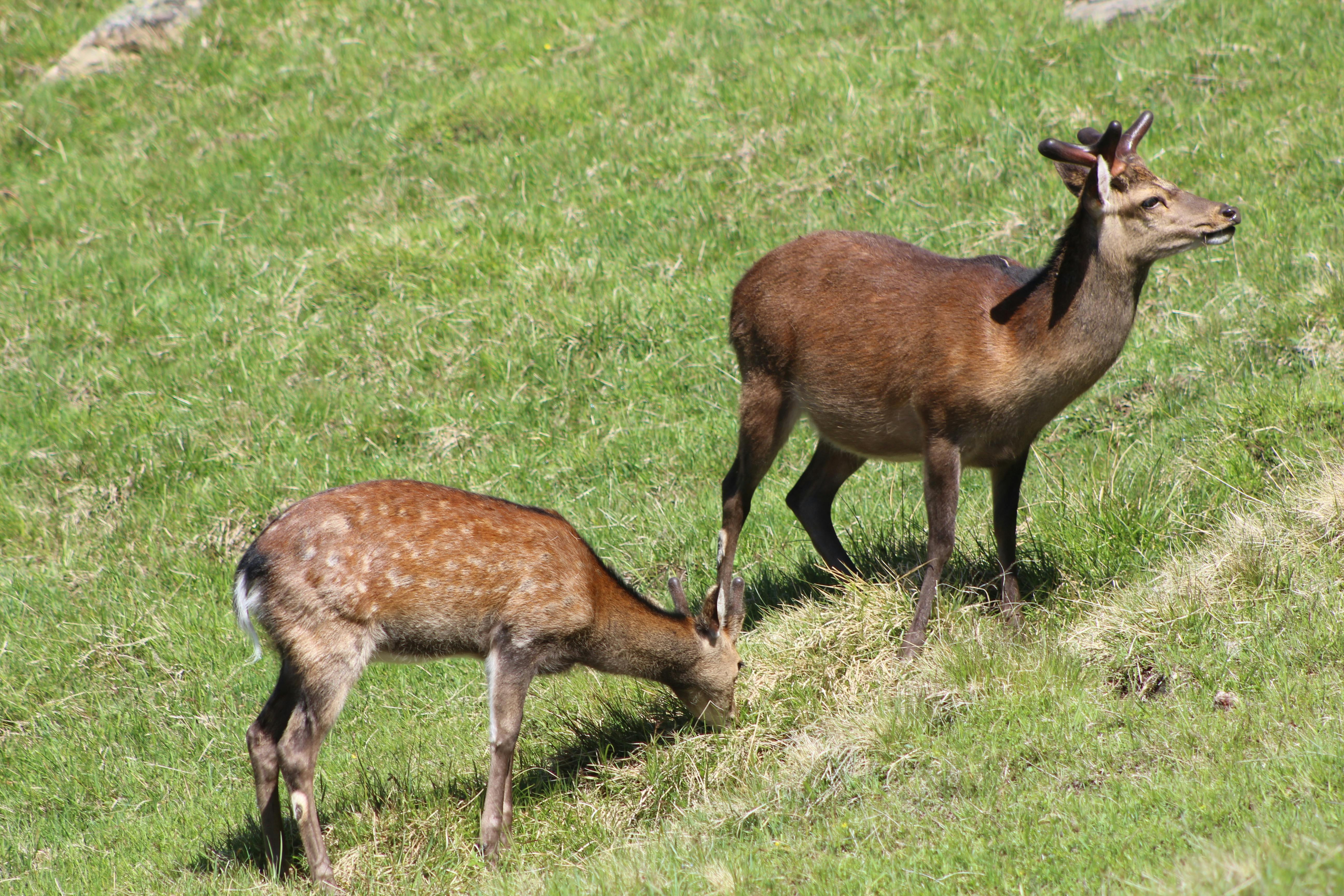 grátis Foto profissional grátis de @exterior, animais, animais selvagens Foto profissional