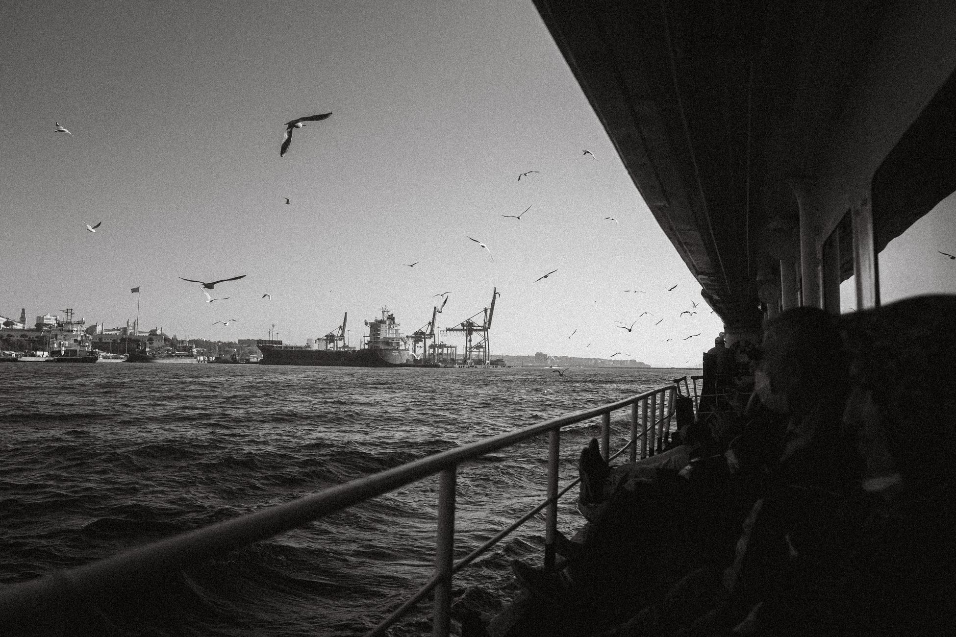 Bioloog Mardik Leopold herkend door meeuwen op Texelboot