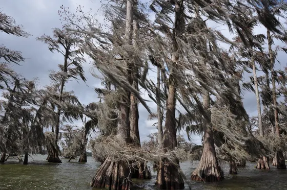 The Atchafalaya Basin river swamp at dawn, Louisiana