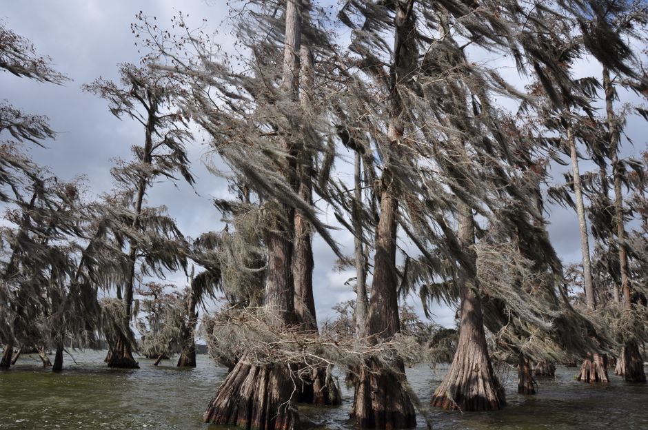 A humid Louisiana bayou landscape with thick air and Spanish moss - how to extend the life of your ac in louisiana A humid Louisiana bayou landscape with thick air and Spanish moss - how to extend the life of your ac in louisiana