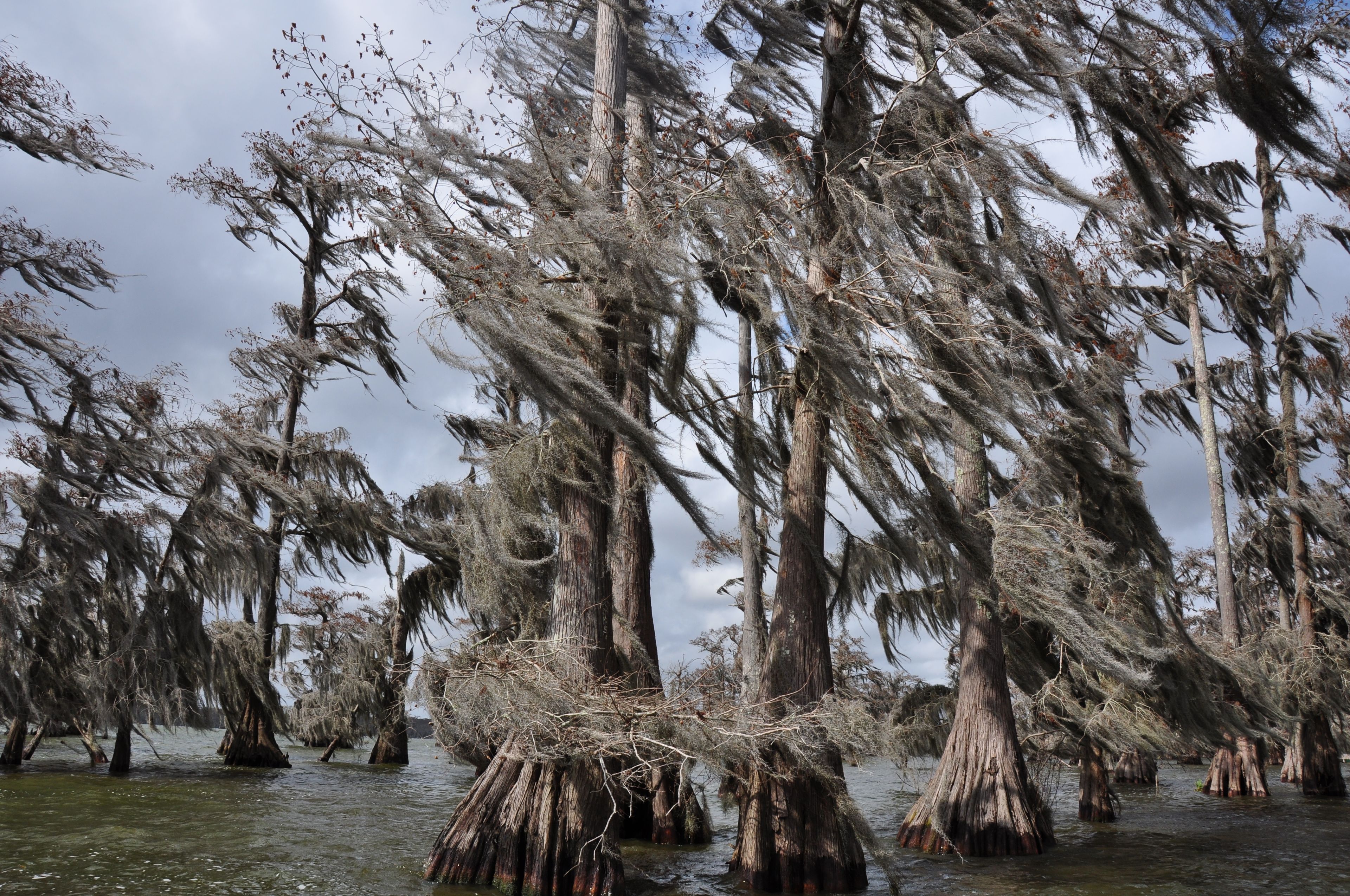 Lafayette: Moss-draped cypress trees in Lafayette’s wetlands