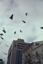 Flock of Birds Flying over the Building