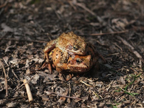 Close-Up Shot of Frogs Mating 
