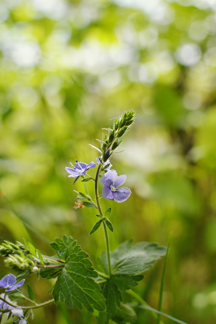 Flower Blooming In Springtime