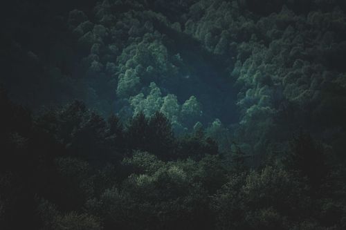 Free Serene view of a dense forest under dim dusk light, perfect for nature themes. Stock Photo