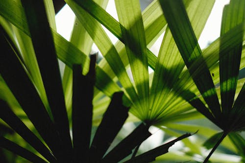 가벼운, 나뭇잎, 녹색의 무료 스톡 사진
