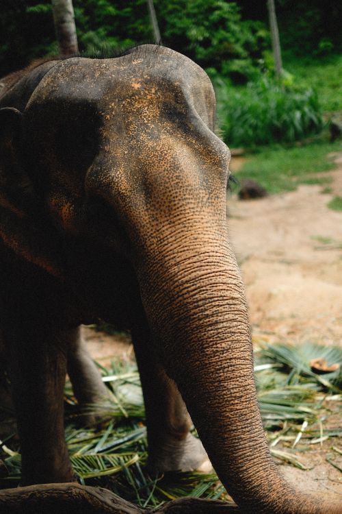 Free Majestic Asian elephant captured in a natural setting with lush greenery. Stock Photo