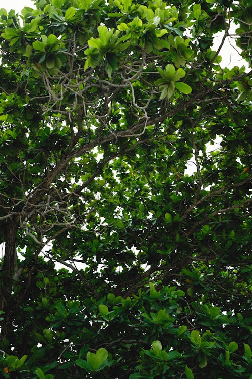 Darmowe zdjęcie z galerii z bujne liście, drzewo, lato