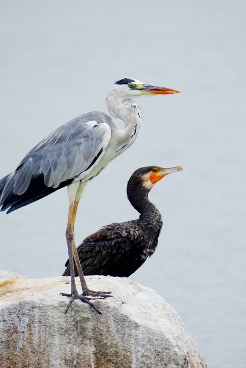 Grey Heron and Great Cormorant Perched on a Rock