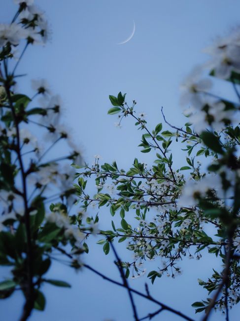 A serene view of a crescent moon framed by blossoming branches against a clear blue sky in spring.