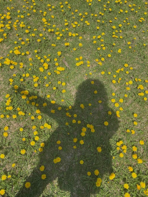 Imagine de stoc gratuită din flori galbene, fotografie de la înălțime, fotografiere verticală