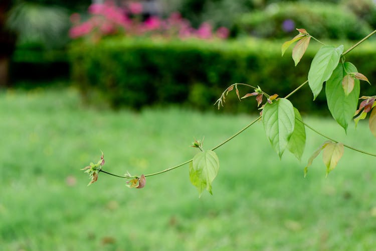 Bush Branch Growing In Garden