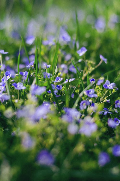 Kostnadsfri bild av blå blommor, blomning, flora