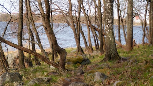Free Brown Bare Trees Near Body of Water Stock Photo