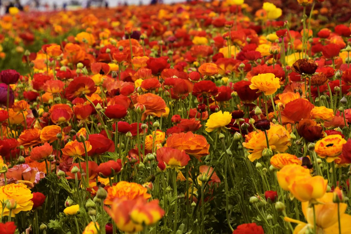 Close-Up Shot of Blooming Flowers · Free Stock Photo