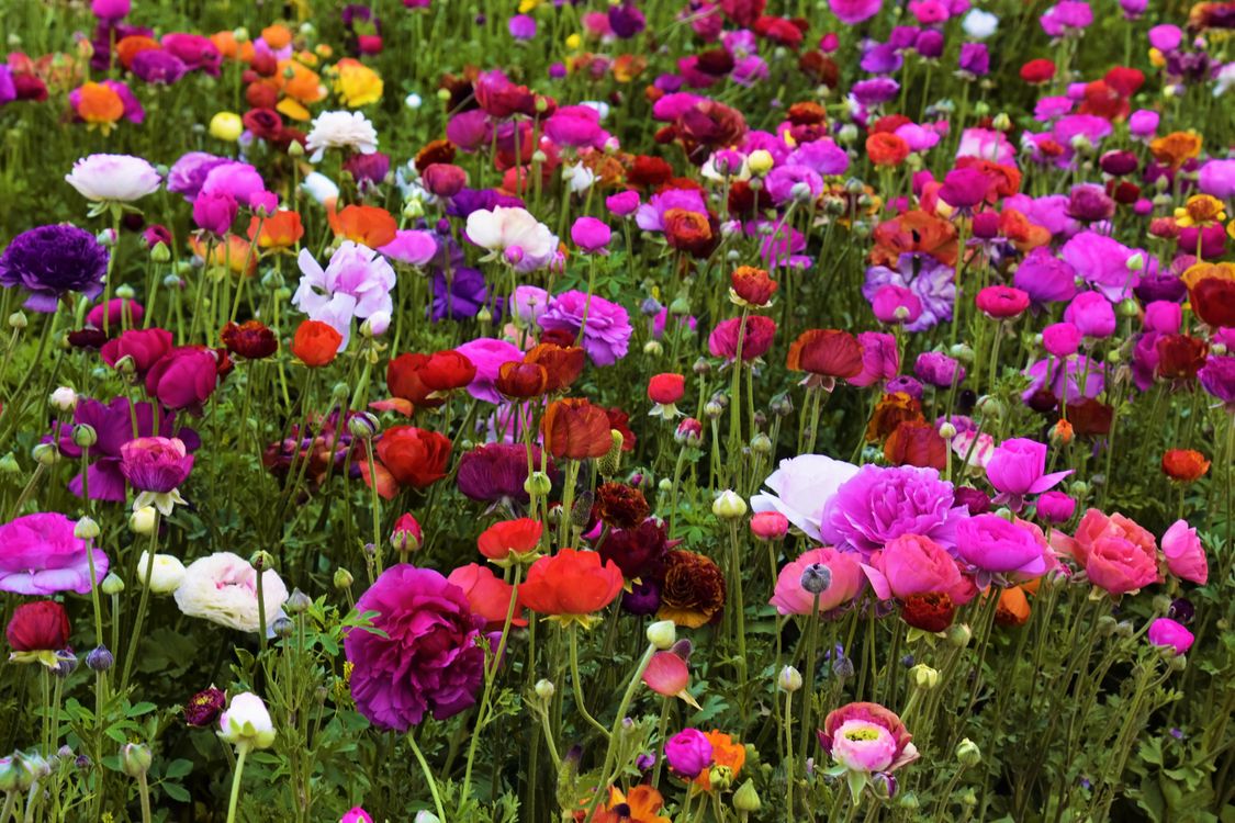 Close-Up Shot of Blooming Flowers · Free Stock Photo