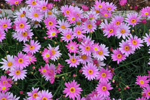 免費 植物群, 瑪格麗特雛菊, 粉紅色的花 的 免費圖庫相片 圖庫相片