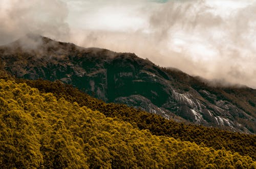 Photos gratuites de arbres, caillou, contre-plongée