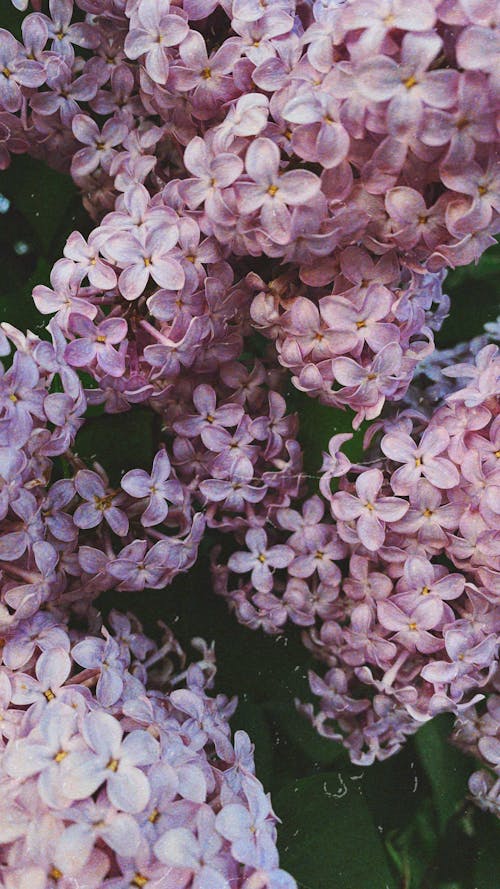 Close-Up Shot of Blooming Common Lilac Flowers