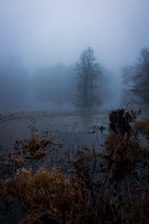 Free A foggy morning in Lübbenau, showcasing serene marshlands and mystical water reflections. Stock Photo