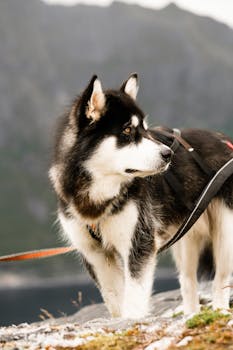 Close-up of a Siberian Husky exploring the scenic Norwegian wilderness, showcasing its striking fur and attentive gaze.