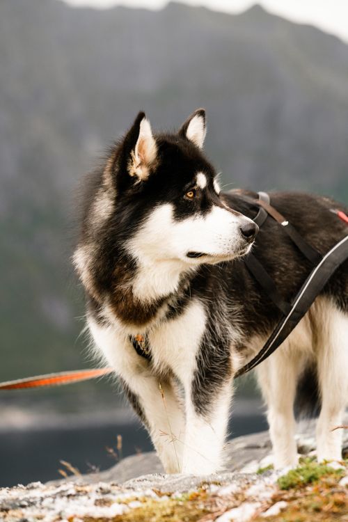 Free Close-up of a Siberian Husky exploring the scenic Norwegian wilderness, showcasing its striking fur and attentive gaze. Stock Photo
