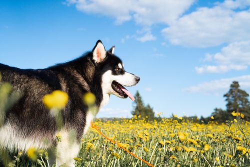 Free Siberian Husky enjoying a sunny day in a colorful flower field in Norway. Stock Photo