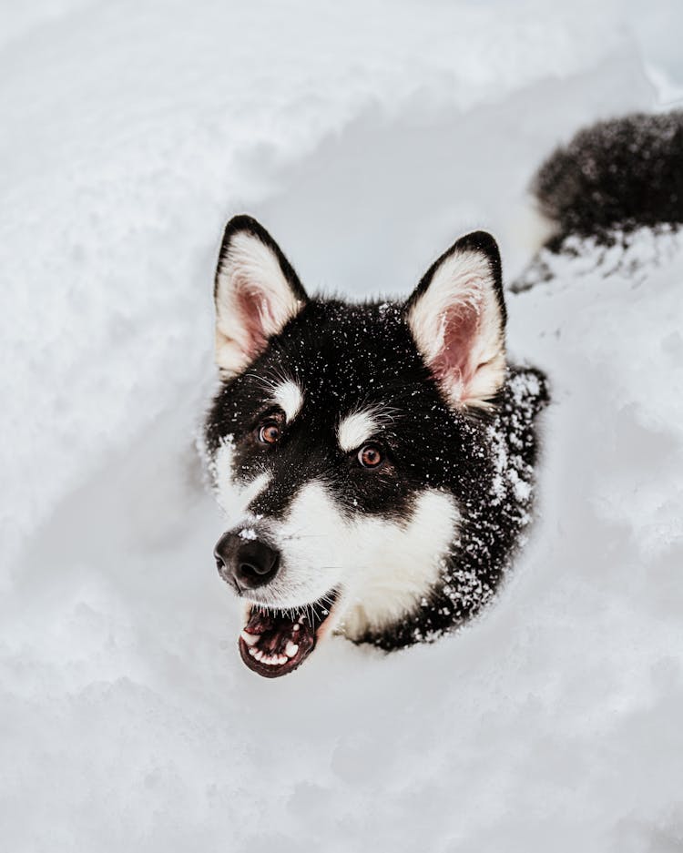 Alaskan Malamute Playing In Deep Snow