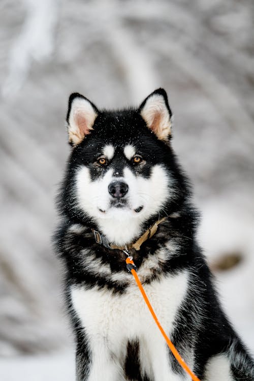 Cute White and Black Alaskan Malamute Dog