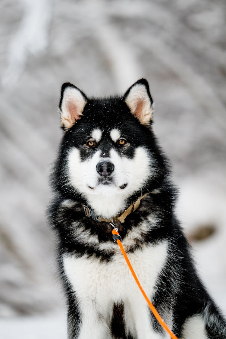 Cute White And Black Alaskan Malamute Dog