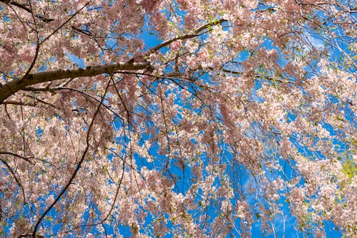 Low Angle Photo of Cherry Blossom Tree