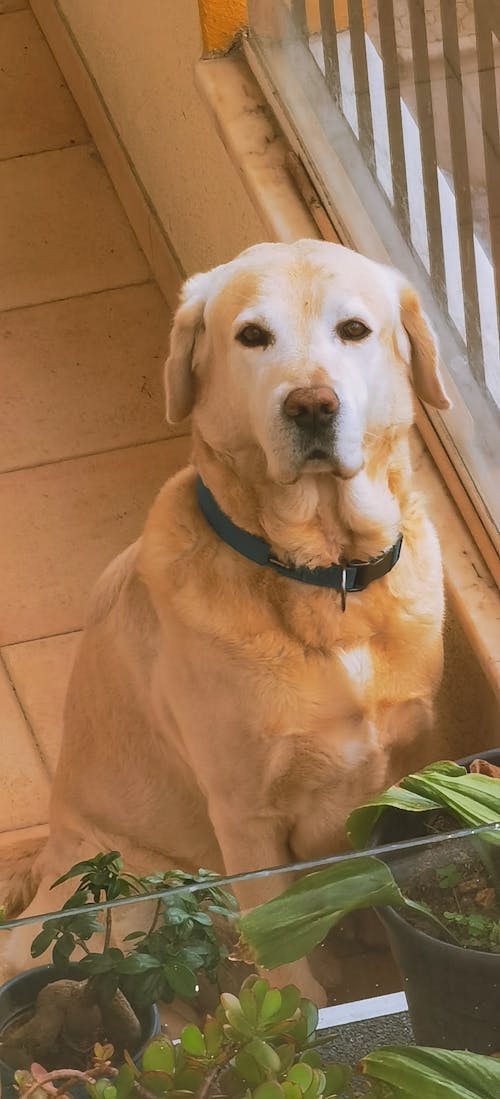 Photos gratuites de amour, amoureux des chiens, bel animal