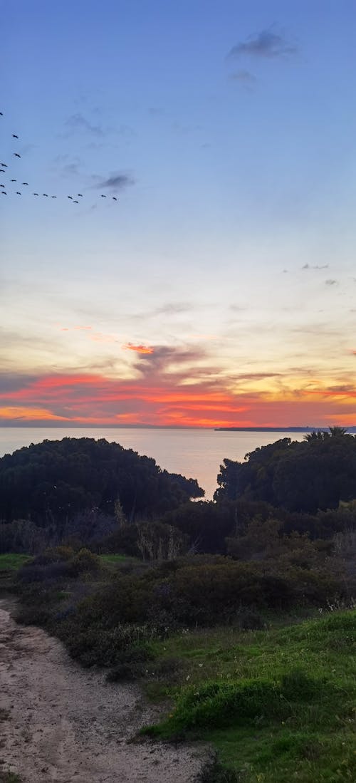 Photos gratuites de algarve, amoureux de la plage, arbres verts