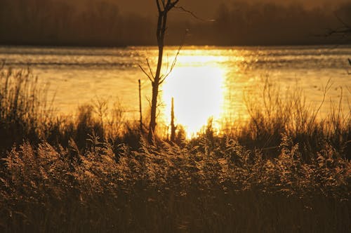 bezplatná Základová fotografie zdarma na téma hnědá tráva, jezero, rozbřesk Základová fotografie