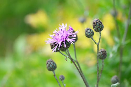 Immagine gratuita di cardo, estate, fiore estivo