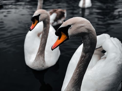 Free White Swans on Water Stock Photo