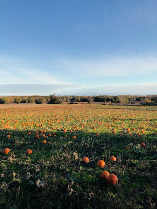 かぼちゃ畑, ファーム, フィールドの無料の写真素材