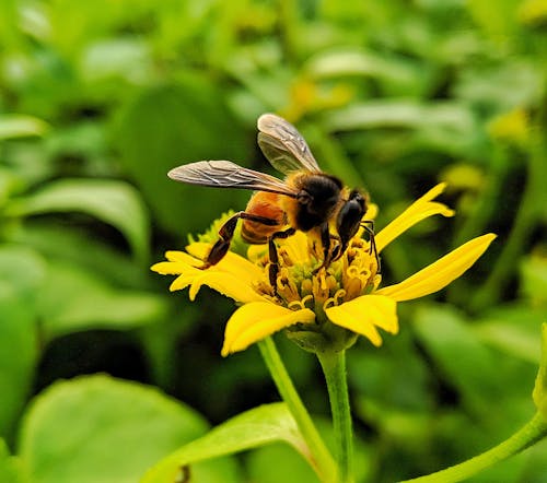Foto profissional grátis de abelha, amarelo dourado, ambiente amigável