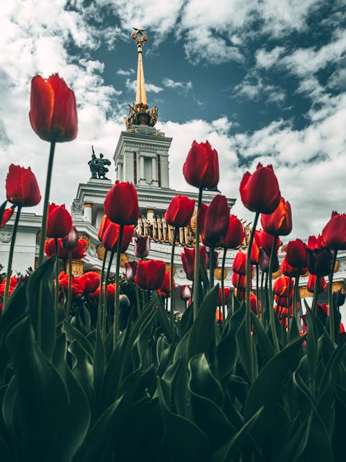 คลังภาพถ่ายฟรี ของ ดอกไม้สวย, ท้องฟ้าสีคราม, ฤดูใบไม้ผลิธรรมชาติ