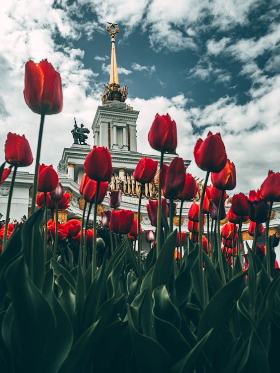 Free stock photo of beautiful flower, big city, blue sky