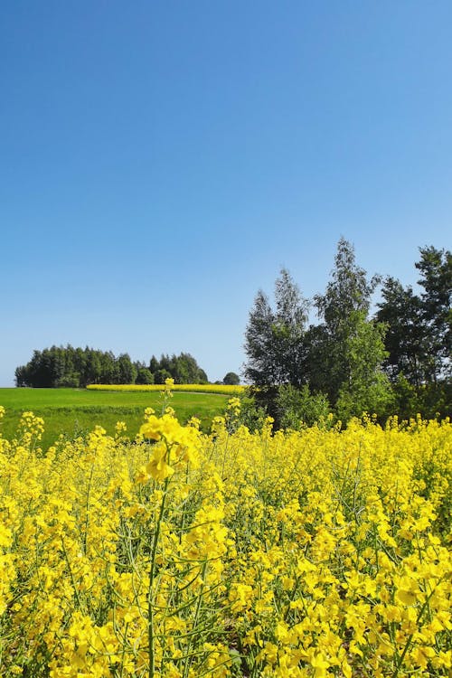 Imagine de stoc gratuită din agricultură, câmp, cer