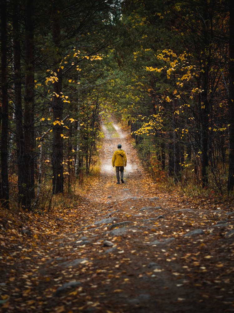 Man In Jacket Walking Away Down Forest Path In Early Autumn