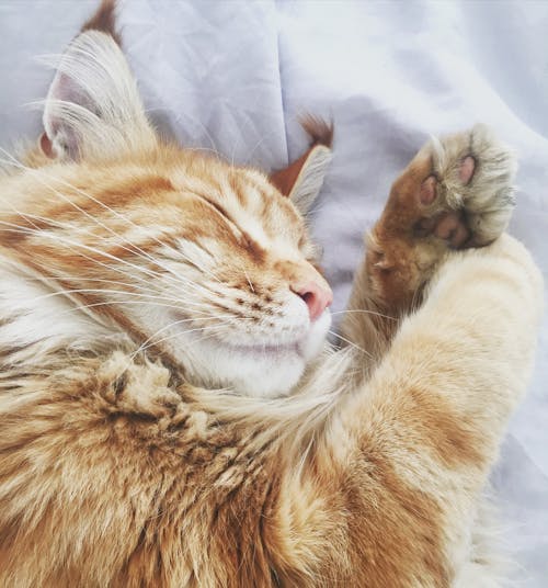 Gratis Orange Tabby Cat Di Bed Cover Kain Putih Foto Stok