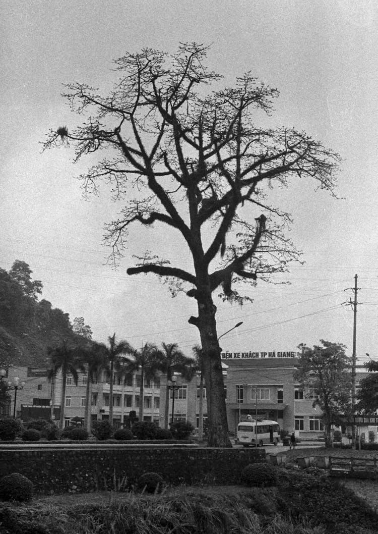 Dead Tree With Barren Branches