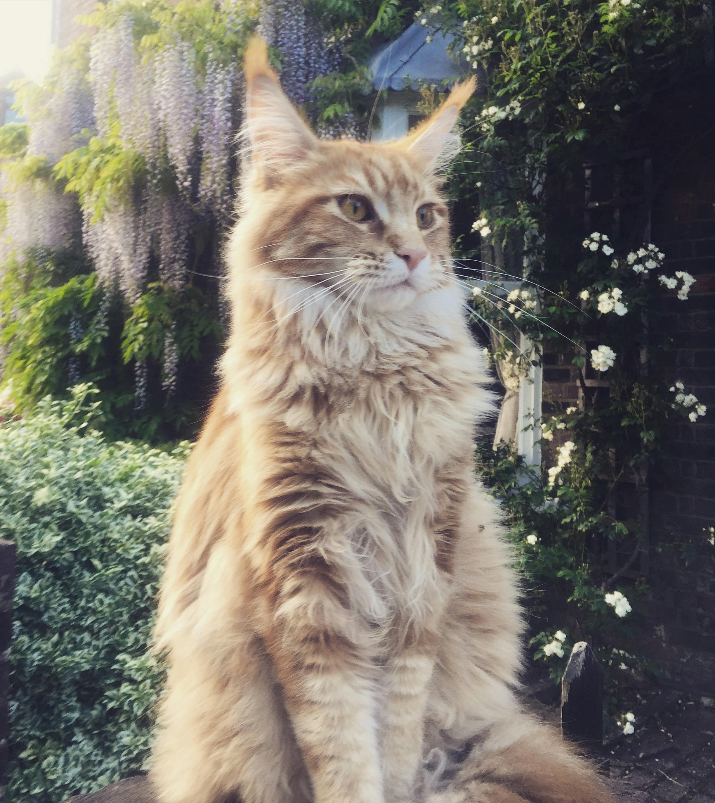 Free stock photo of ginger cat, maine coon, majestic