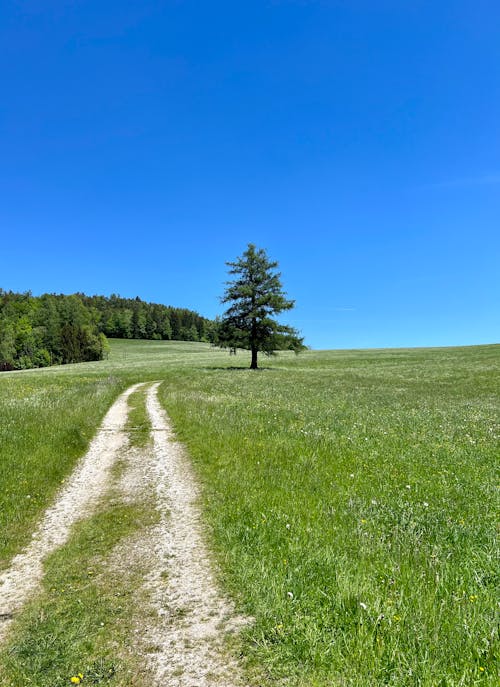 Kostnadsfri bild av blå himmel, fält, gräs