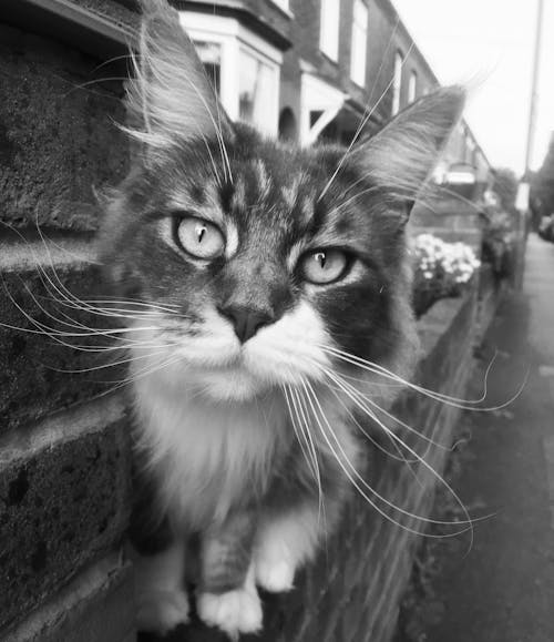 Free stock photo of cat, street, suburban